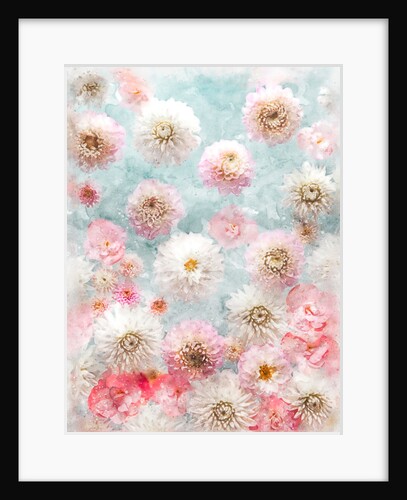 Dahlia Flowers by Assaf Frank